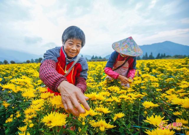 金丝皇菊开出“美丽经济”