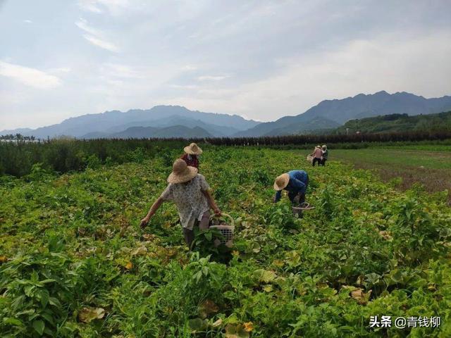 贝贝南瓜在黔东南州的引种表现及栽培技术