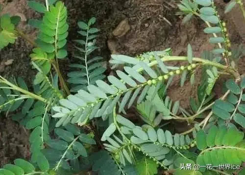 珍珠草种植(路边一种珍珠草，最爱“草里藏珠”，以前当害草，殊不知是贵药草)