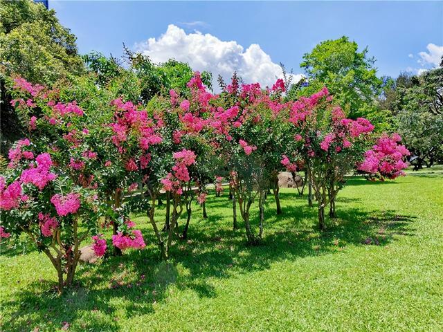 俗话说“穷栽草，富种树”，6种很有“钱景”的树，小投入大回报