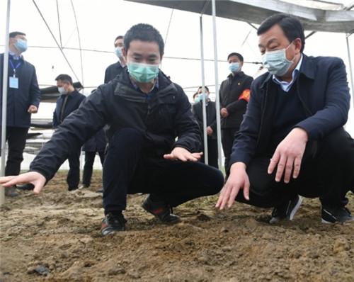 湖北潜江市领导实地调研潜半夏春耕播种情况