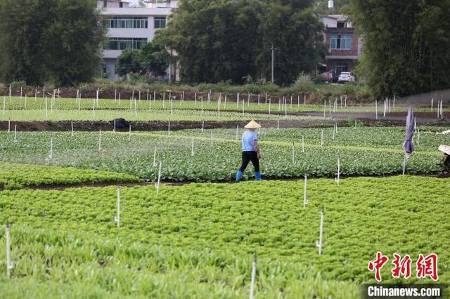 广西柳州万亩蔬菜丰收 菜农忙采摘