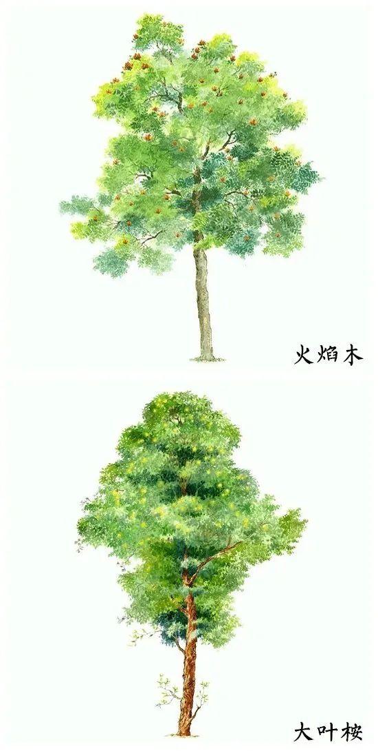 「绘画参考」18种水彩植物的图集（植物参考）