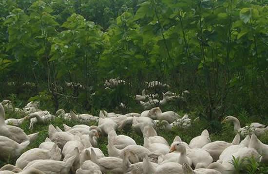 养鹅适合种什么草，介绍几个多年生的品种，高产优质牧草种植模式