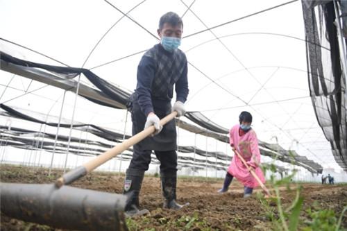 湖北潜江市领导实地调研潜半夏春耕播种情况