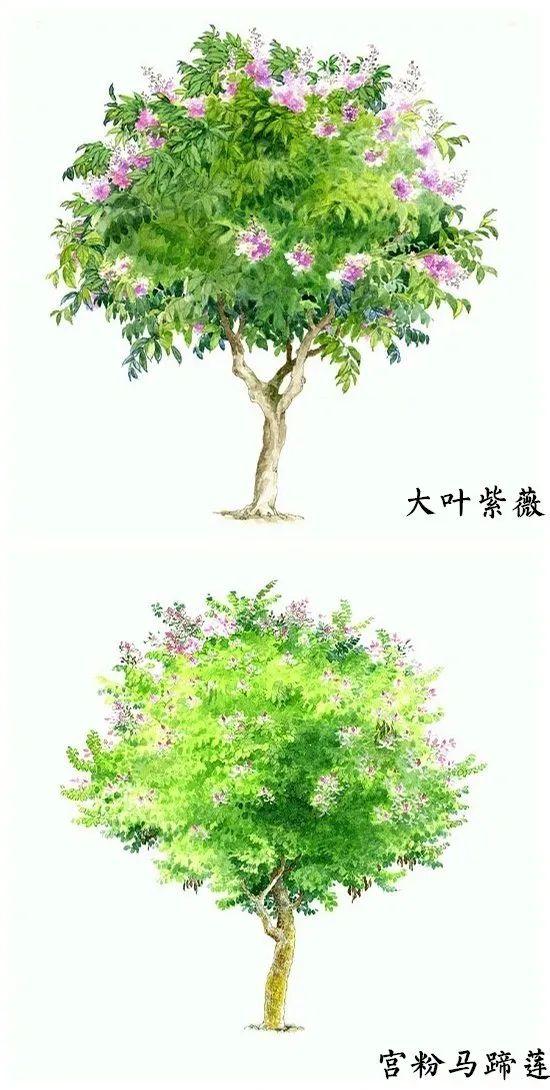 「绘画参考」18种水彩植物的图集（植物参考）