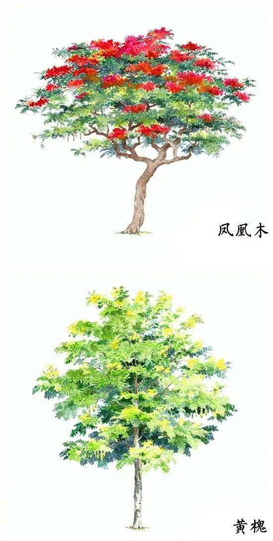 「绘画参考」18种水彩植物的图集（植物参考）