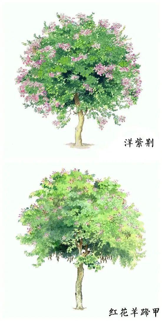 「绘画参考」18种水彩植物的图集（植物参考）