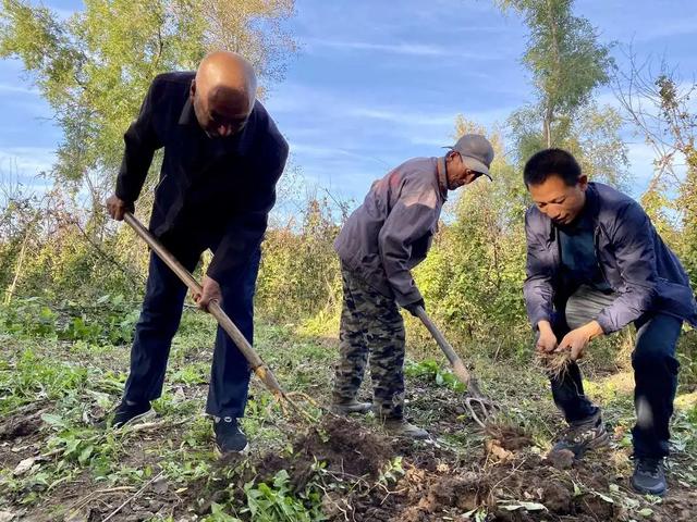 绿色农业的新希望：四叶参种植的药用价值与养生效果揭秘