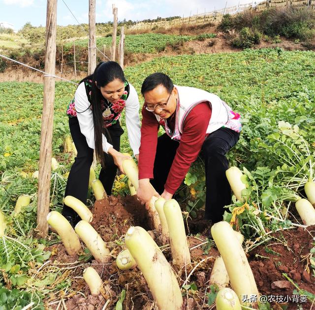 萝卜秋分“露肩”巧管理，收获萝卜更粗更长更高产！具体怎么做？