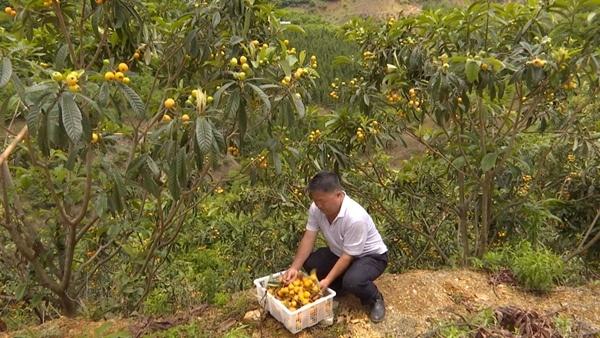 枇杷种植为望谟果农添富路