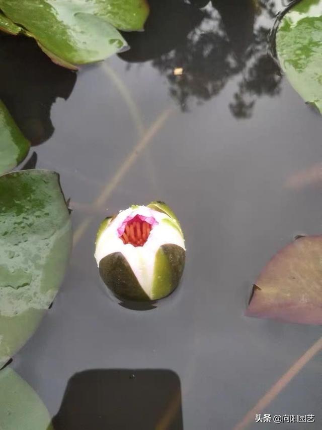 夏天最火的睡莲，有缸就能养，用黄土埋起来，30天开出大红花