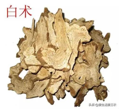 种植粮食不赚钱？来种植这10种药材吧，技术简单收益高