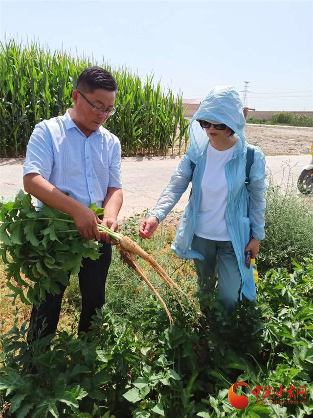 八步沙“甘防风”成功种植永丰滩