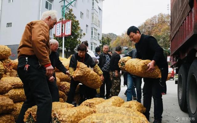 商州：“小菊芋”成为群众脱贫增收的“软黄金”