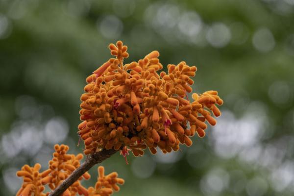 贵州首次发现国家一级重点保护野生植物广西火桐