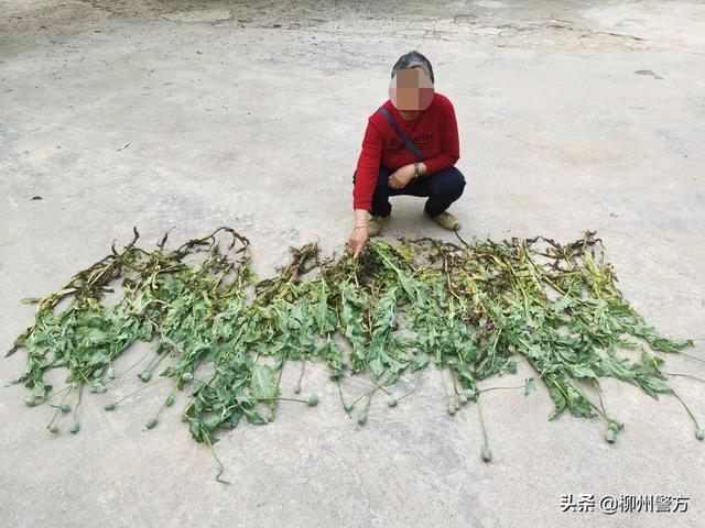 种植罂粟株数虽然少，也是违法行为，这种“陋俗”一定要铲除！