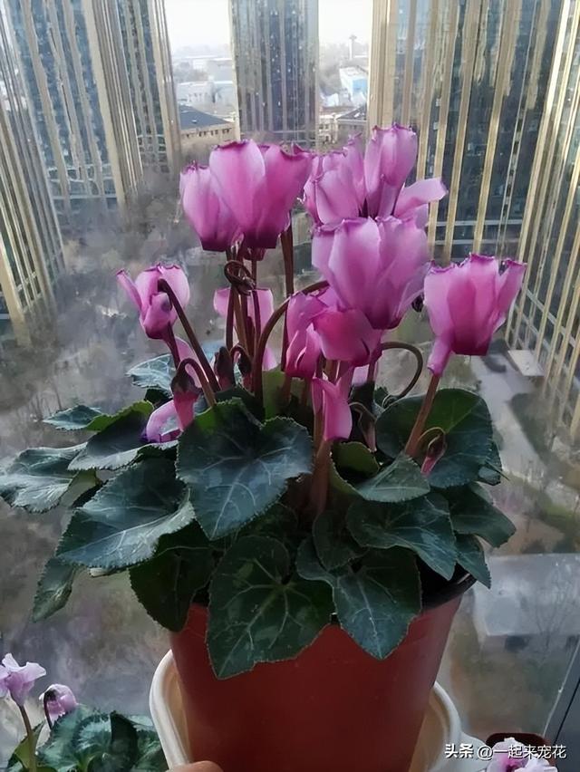 适合新手种植的3种花，秋冬季节开花旺，是阳台盆栽佳品