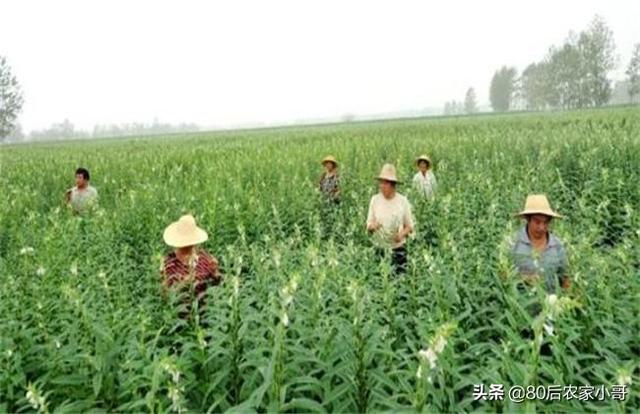 芝麻种植早知道，株壮籽满收成好