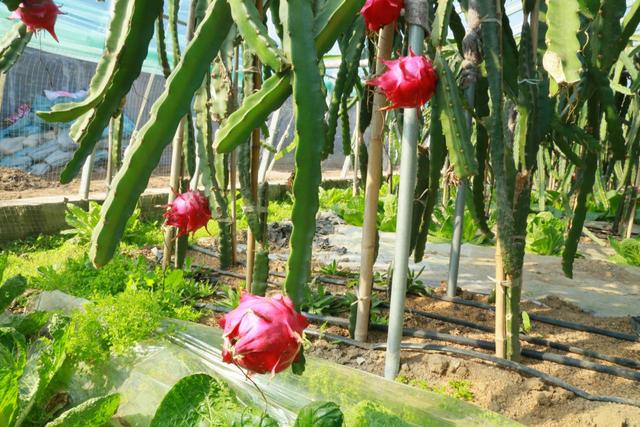 潍坊峡山区：火龙果种植拓宽村民致富路