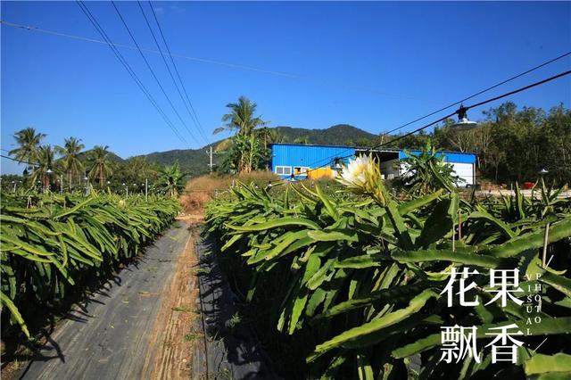 火龙果的财富陨落：三年前的印钞机何以沦落为生存危机