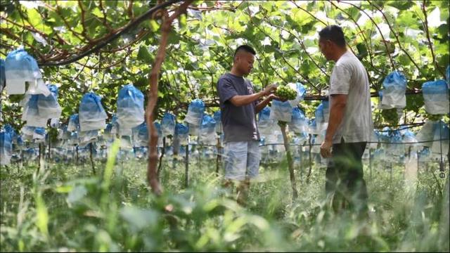 年入三十万 西昌阳光玫瑰种植户通过电商卖全国