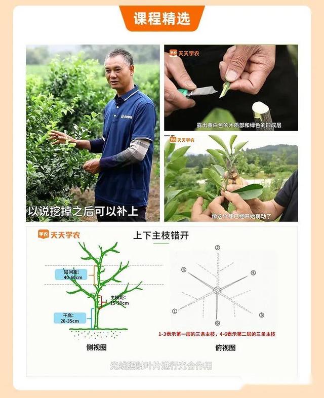 砸280万种脐橙，差点血本无归！园主：多亏这项技术救了我