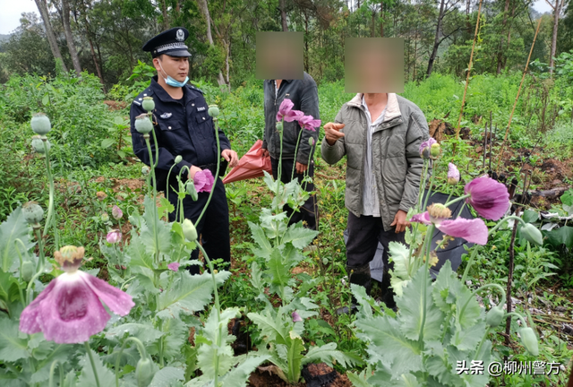 种植罂粟株数虽然少，也是违法行为，这种“陋俗”一定要铲除！