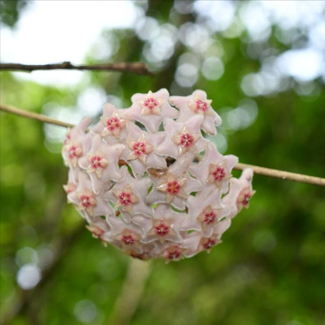 球兰花在夏天适合养吗？要养的话，需要注意什么