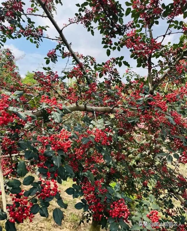 小众家庭种植花椒的好处，农明创收好项目！