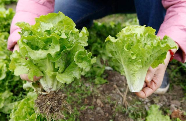 在南方农村，9月份还可以种植哪些蔬菜？这10种蔬菜都可育苗种植