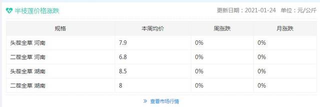 半枝莲每百斤425元，农民不种植，而去种粮食，农民：我们不傻