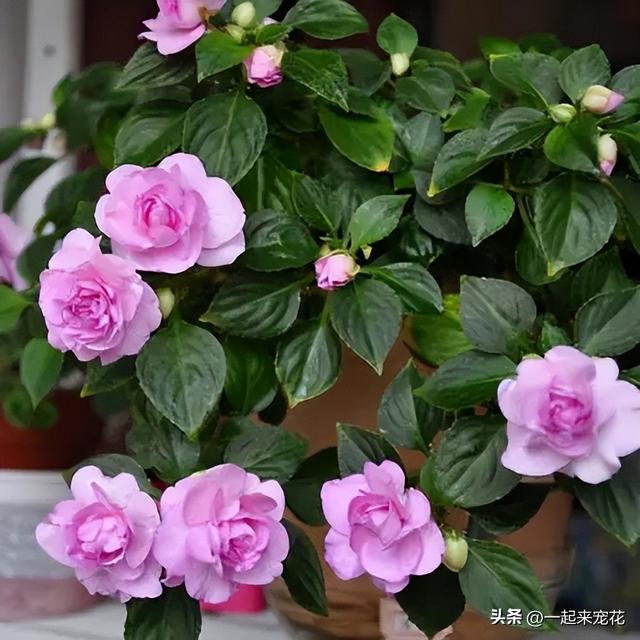 适合新手种植的3种花，秋冬季节开花旺，是阳台盆栽佳品