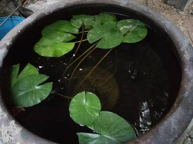 有些品种的水草是可以在金鱼缸里种植的，具体情况如下