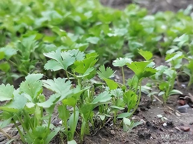 秋分前后，这5种菜可以种植，耐寒性好，11月底收获，菜农别错过