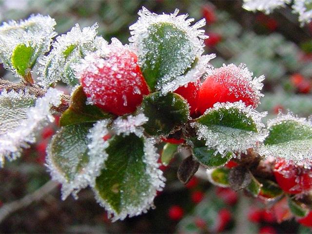 雪里露出的小红果，让冬日变得红火，盆栽养护要注意这些细节