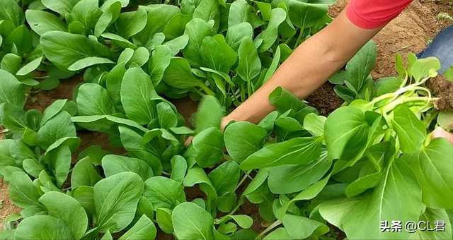 秋分前后，这5种菜可以种植，耐寒性好，11月底收获，菜农别错过