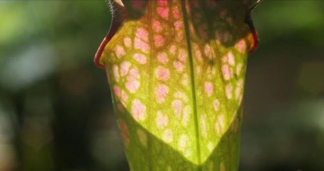 食虫植物“技能大赛”之茅膏菜、瓶子草