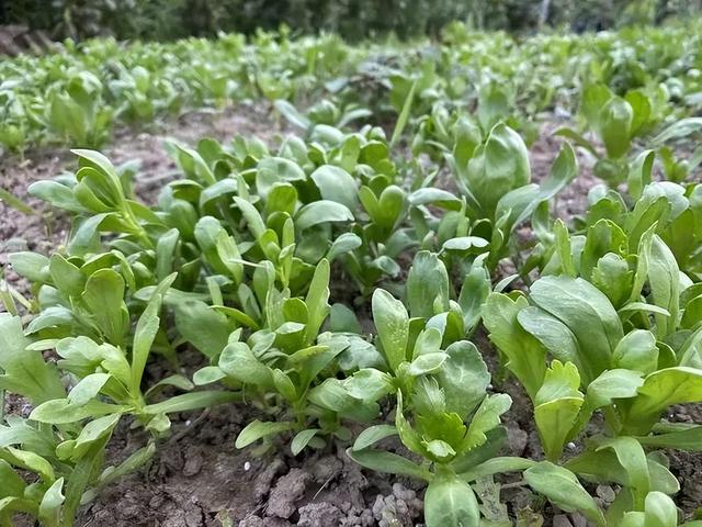 在南方农村，9月份还可以种植哪些蔬菜？这10种蔬菜都可育苗种植