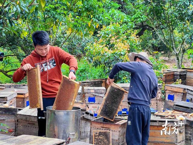 广东高州：荔枝花开早，“农情”催蜜“溢”