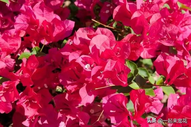 适合新手种植的3种花，秋冬季节开花旺，是阳台盆栽佳品