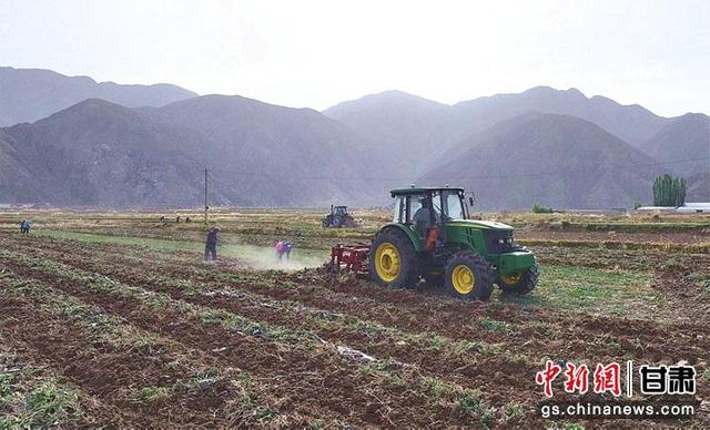 酒泉肃北：板蓝根喜获丰收 特色种植业助农增收