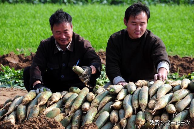 萝卜什么时候种最好？怎样种才能产量高？卖什么萝卜才能赚钱多？