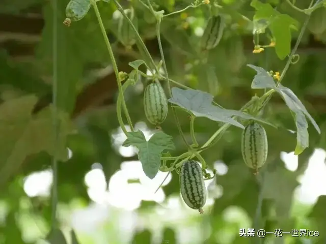 老鼠瓜的种植技术(农村娃儿时当零食吃，如今50元一斤成稀罕水果，俗称“老鼠瓜”)