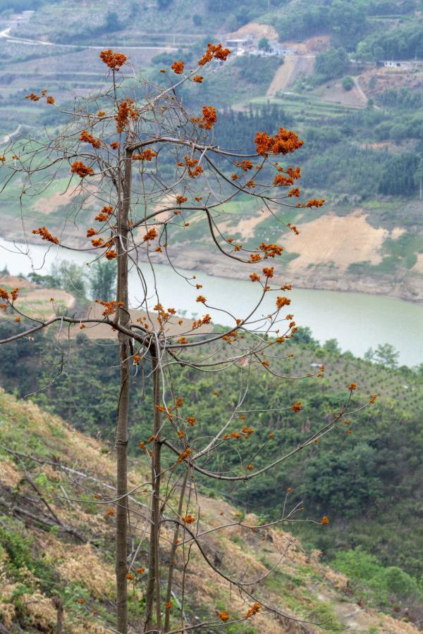 贵州首次发现国家一级重点保护野生植物广西火桐