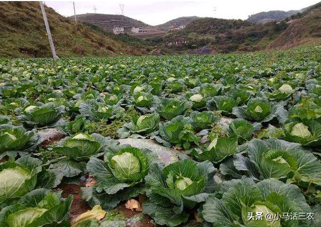 早春甘蓝应该如何种植？在种植时要注意哪些事情？