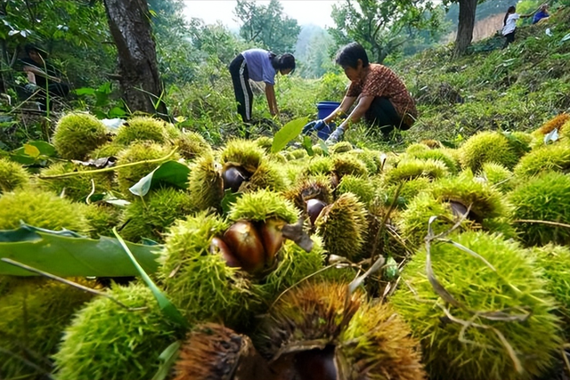 青岛小伙种植板栗很厉害，一斤能卖36元，一年赚了4000万！