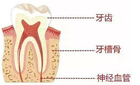 什么是牙槽骨吸收？牙骨消失牙根裸露麻烦大，及时止