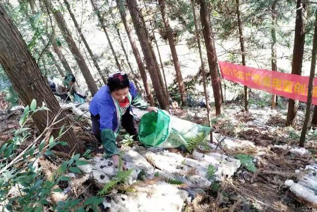 “输血”到“造血”：皇岗边检站帮扶良冲村发展食用菌产业结硕果