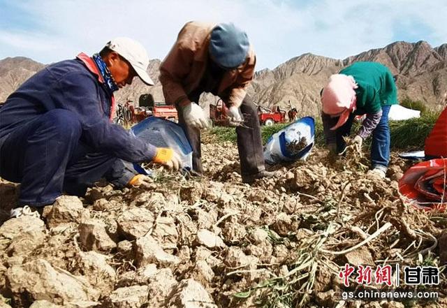 酒泉肃北：板蓝根喜获丰收 特色种植业助农增收